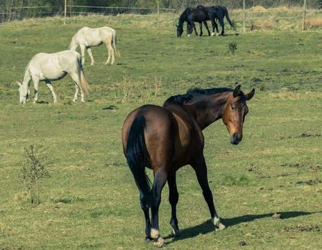 Horses Stock Photos