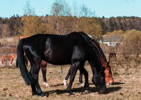 Horses Stock Photos