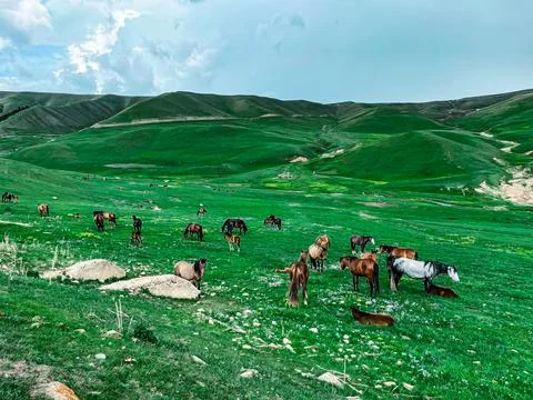 Horses Foto stock