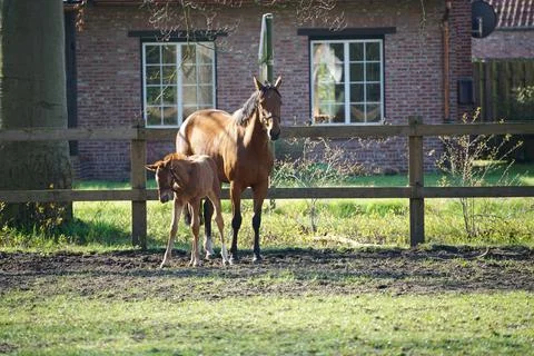 Horses Stock Photos