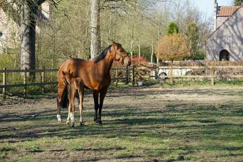 Horses Stock-Fotos