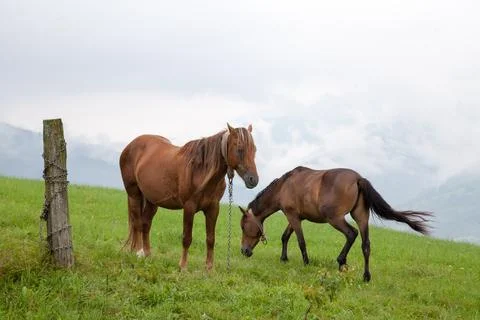 Horses Stock Photos