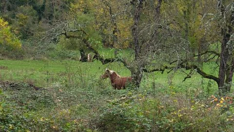 Horses Foto stock