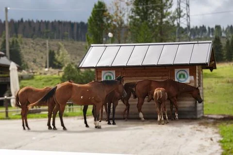 Horses Stock Photos