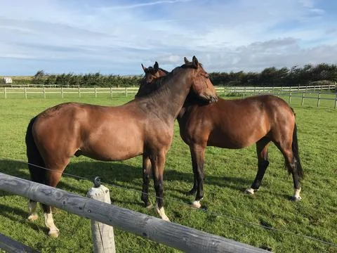 Horses Stock Photos