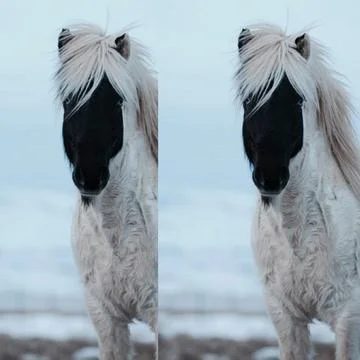 Horses Stock Photos