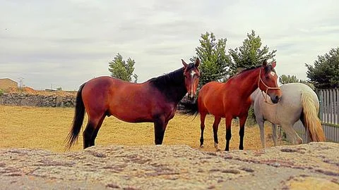 Horses Stock Photos