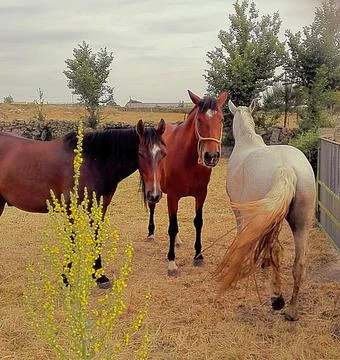 Horses Stock Photos