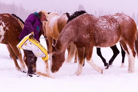 Horses Stock Photos