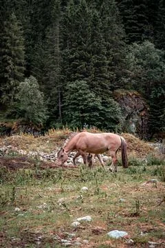 Horses 스톡 사진