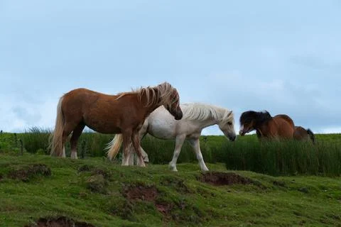Horses Fotos Stock