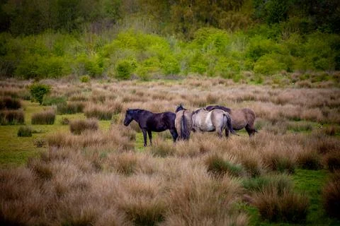 Horses 写真素材