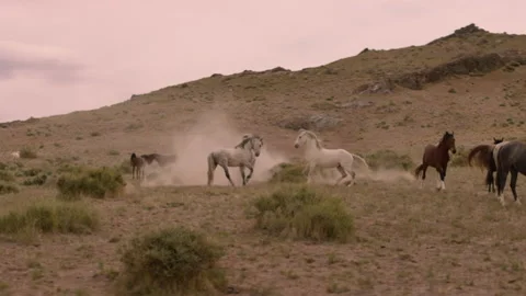 Horses playing and competing in the open desert during sunset Stock Footage 327872737