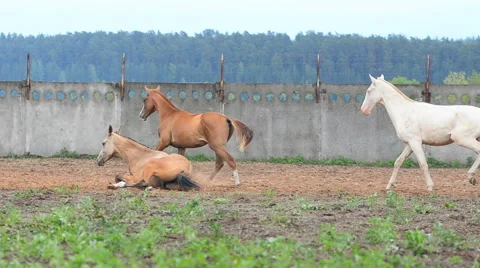 Horses playing in paddock Stock Footage 64629978