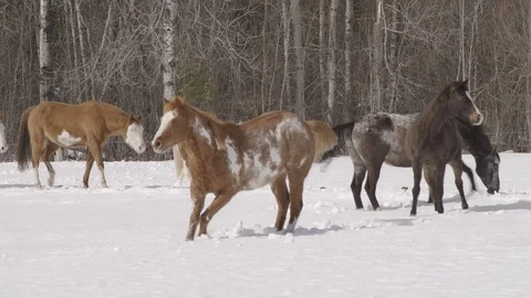 Horses playing in snow Stock Footage 88379091