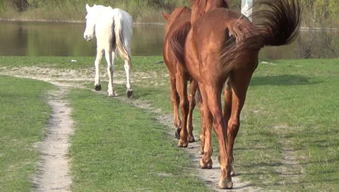 Horses, poodle Stock-Footage 37655453