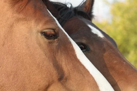 Horses portrait Stock Photos