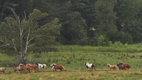 Horses Prancing through the Field at Cades Cove Stock Footage 82150678
