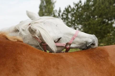 Horses preen Stock Photos
