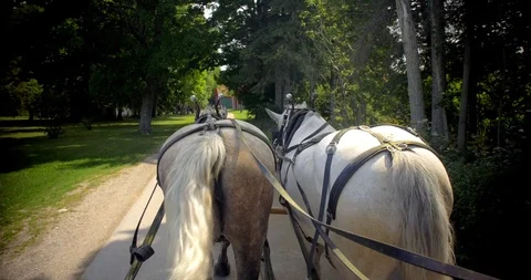 Horses Pulling Carriage Down Quiet Road Stock Footage 98882125