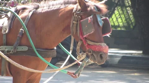 Horses pulling a cart during a break in a city park in Semarang, Central Java Stock Footage 307474564