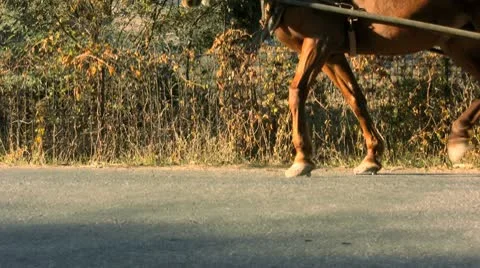 Horses pulling the cart Stock Footage 10605996