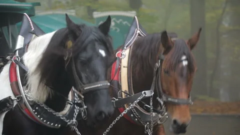 Horses pulling the wagon Stock Footage 101543133