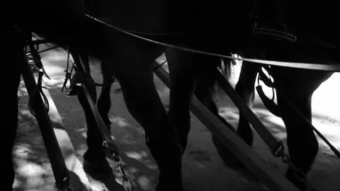 Horses Pulling a Wagon or Carriage through woods POV point of view Stock Footage 102405577