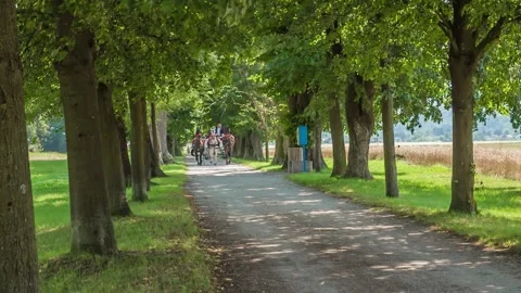 Horses pulling wedding carriage Stock Footage 318217733