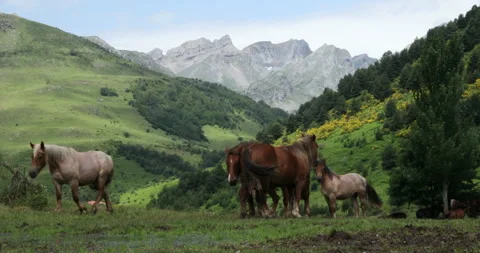 Horses in Pyrenees mountains Video stock 246000854