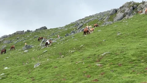 Horses in the Pyrenees Mountains Stock Footage 282651639