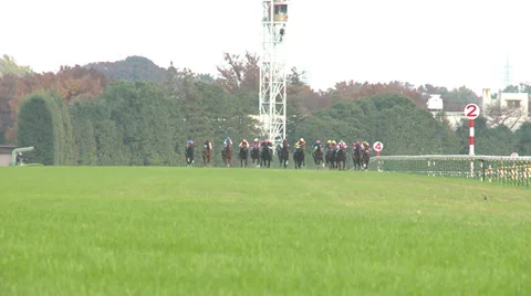 Horses at racetrack Video stock 32239914