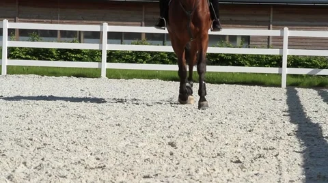 Horses at the racetrack Vídeos de archivo 56705241