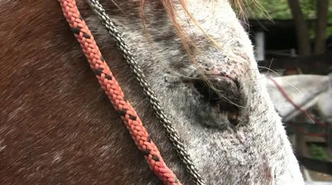 Horses with rack focus Stock-Footage 11316079