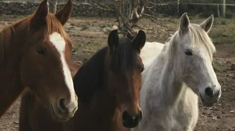 Horses, ranch animals looking at camera in farm Stock Footage 10833179