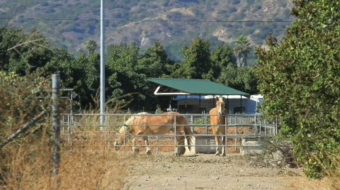 Horses at Ranch 库存影片 792686