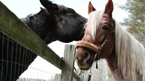 Horses on the ranch Stock Footage 22978541