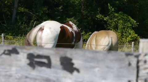 Horses on ranch Stock Footage 27493654