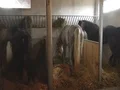 Horses in a ranch 4k or 4k+ Resolution