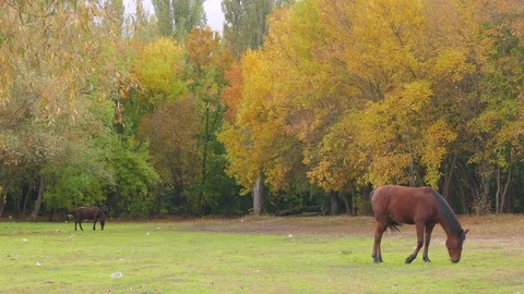 Horses in ranch Stock Footage 80996949