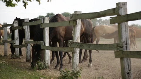 Horses at the ranch 스톡 동영상 94635033