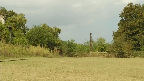 Horses on a Ranch Stock Footage 95536353
