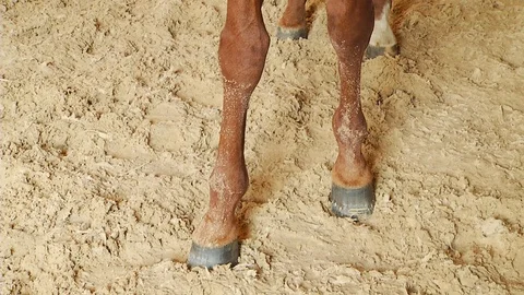 Horses on a Ranch Stock Footage 95536389