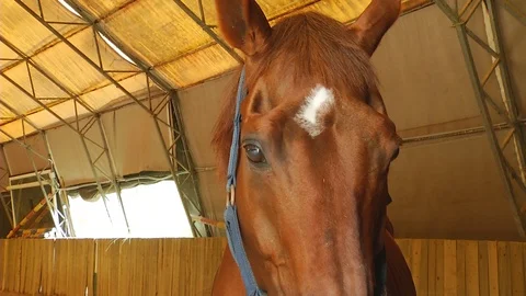 Horses on a Ranch Stock Footage 95536650