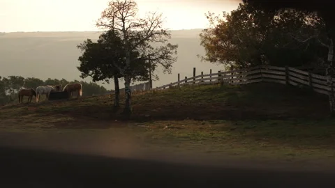Horses on a ranch. Stock Footage 143818913