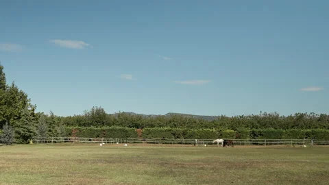 Horses at ranch. Stock Footage 221580072