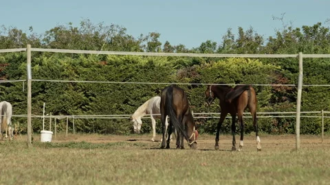 Horses at ranch. Stock-Footage 221581201