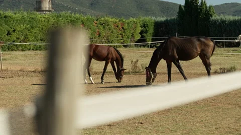Horses at ranch. Stock Footage 221581255