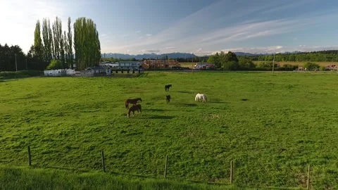 Horses in Ranch Stock Footage 255234930
