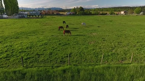 Horses in Ranch Stock Footage 255234961